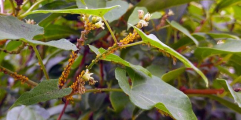 Bojové mšice v zahradním spiknutí - efektivní způsoby